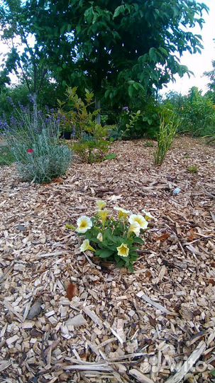 Органическое Удобрение Мульча или Щепа.Доставка