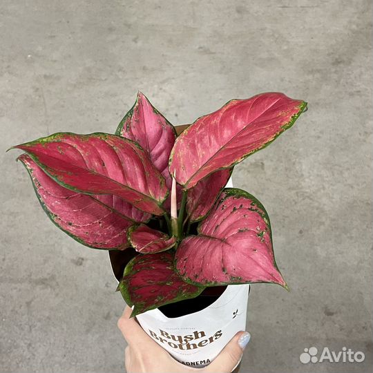 Аглаонемы сортовые