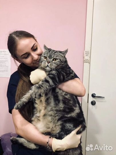 Ветеринарный фельдшер на дом