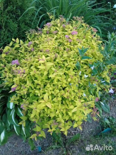 Саженцы пузыреплодника,спиреи,бересклет,жимолость