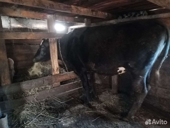 Продам двух коров