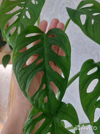 Монстера манки