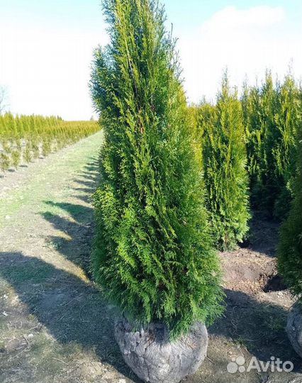 Туя Смарагд с гарантией приживаемости