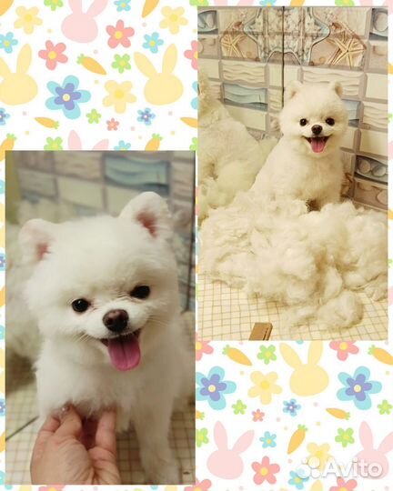 Для любимчиков