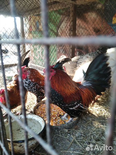 Петушки декоративные