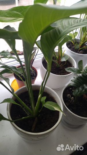 Спатифиллум пикассо