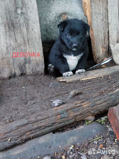 Щенки в добрые руки