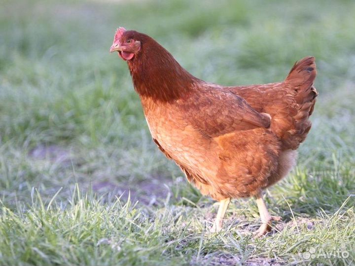 Куры Несушки, Бесплатная доставка