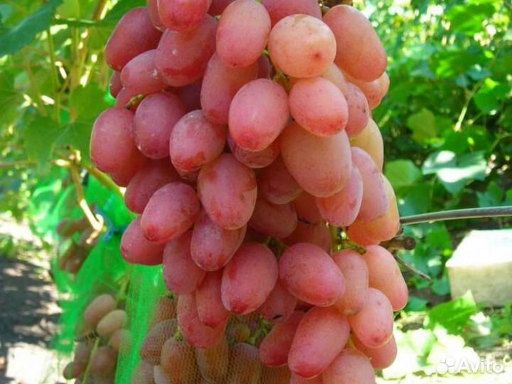 Саженцы -винограда