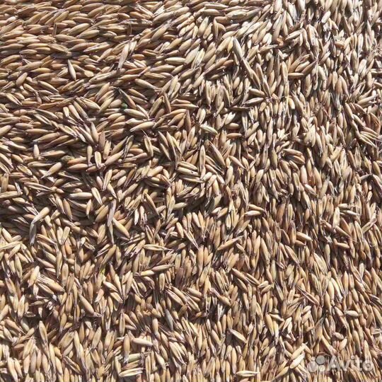 Продаю зерно