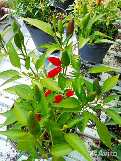 Декоративный перчик