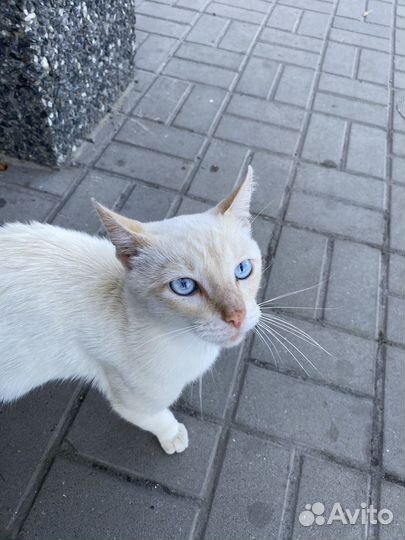 Тайский кот