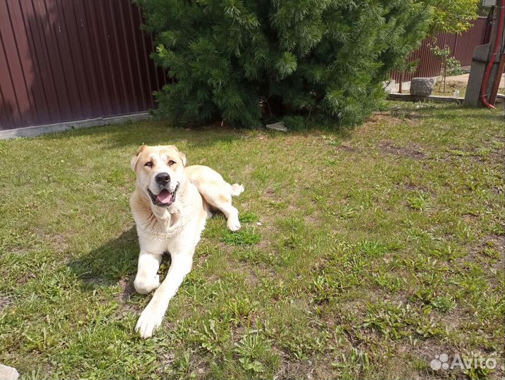 Кобель для вязки сао