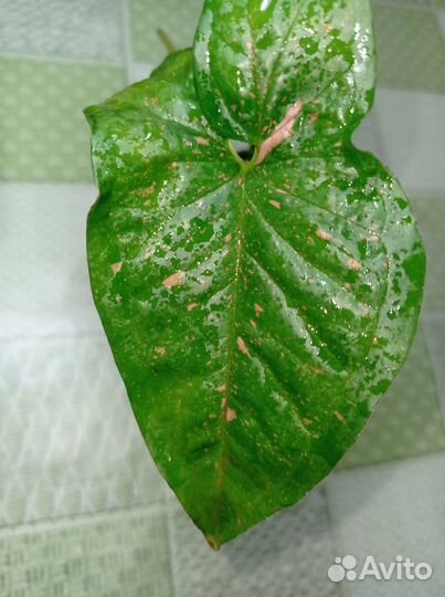 Аглаонема, сингониум, традесканция