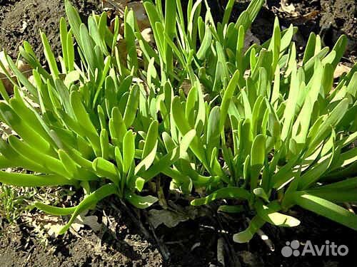 Лук многолетний