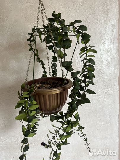 Эсхинантус Раста