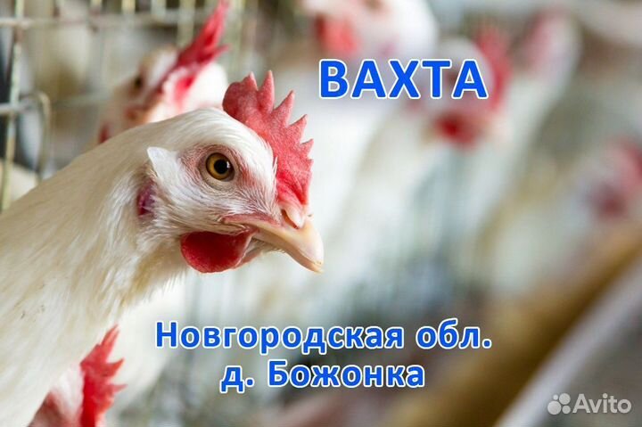 Разнорабочий на птицефабрику (Вахта)