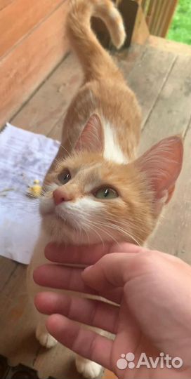 Кошка в дар бесплатно