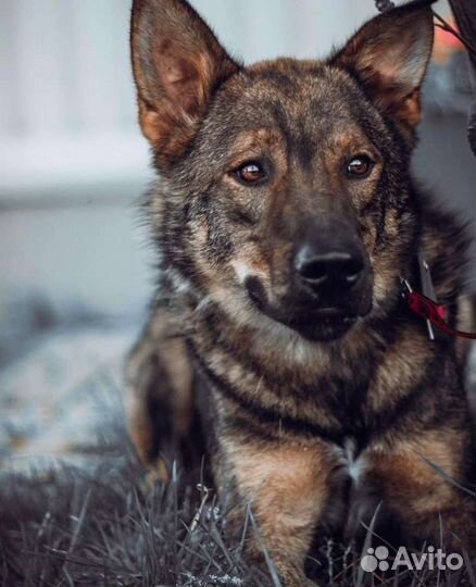 Собаки бесплатно в добрые руки