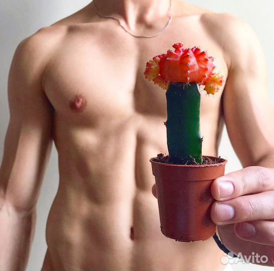 Кактусы и суккуленты редкие экзотические, микс