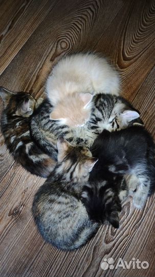 Котята в добрые руки