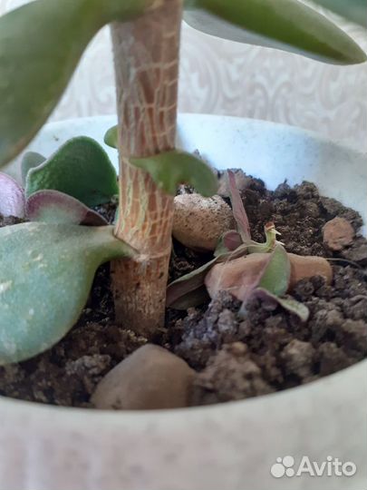 Денежное дерево толстянка крассула