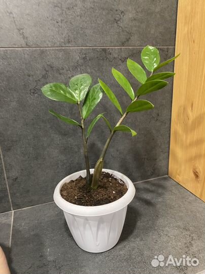 Замиокулькас, Традесканция белая с горшком