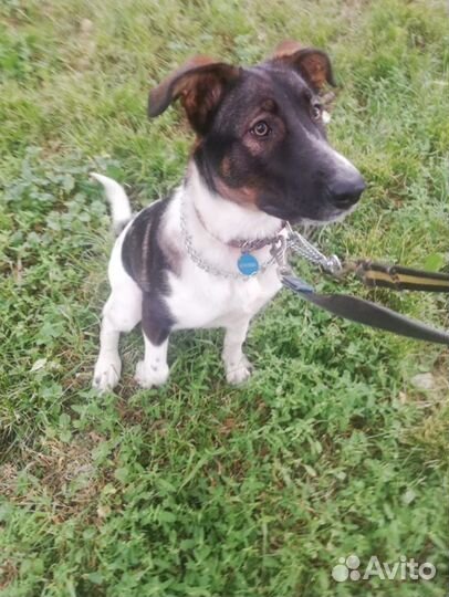 Сергей - собака щенок мальчик - в добрые руки