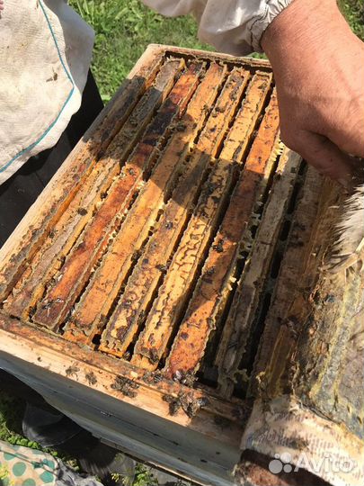 Мед в сотах (рамках)