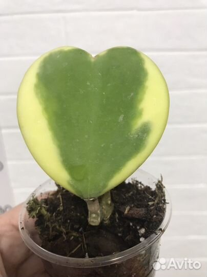 Хойя kerry вариегатная