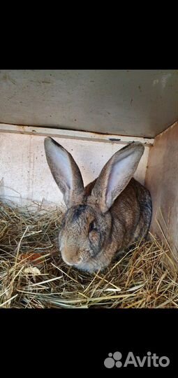 Кролики разных пород