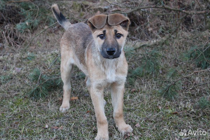 Щенок - Мальчик 3,5 м. в заботливые руки