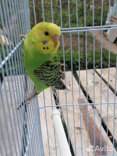 Волнистый попугай