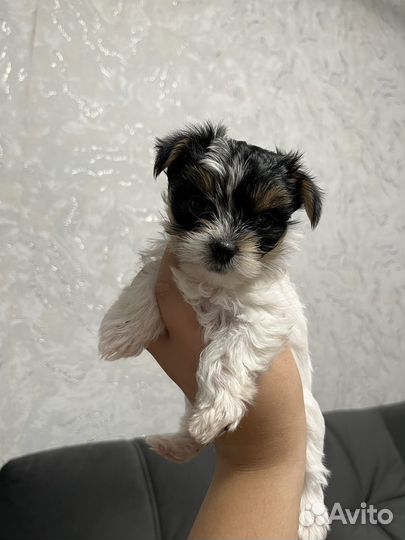 Йоркширский терьер мини