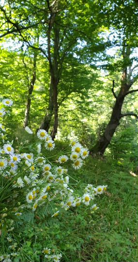 Участок 7 сот. (СНТ, ДНП)