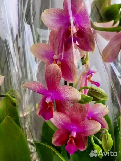 Орхидея фаленопсис