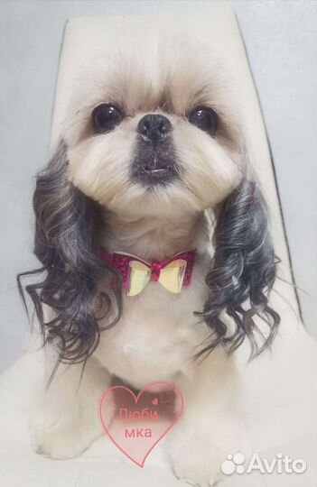 Стрижка собак и кошек. М Гражданский протест