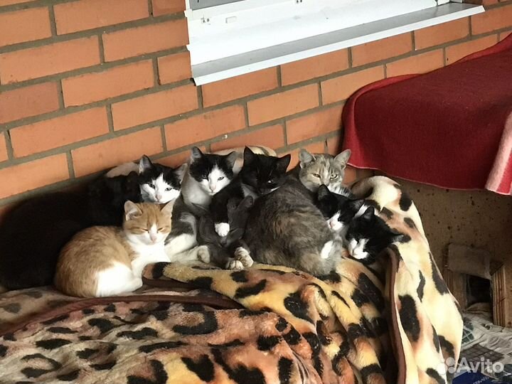 Котята в добрые руки