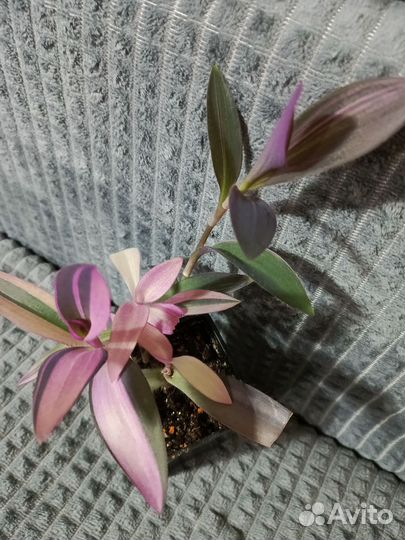 Традесканция