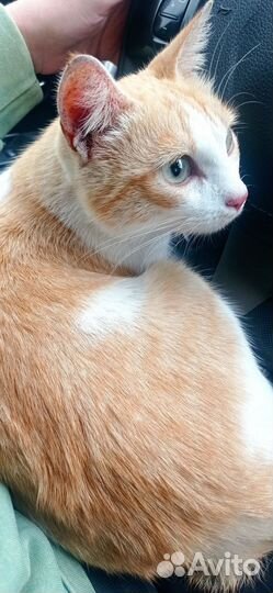 Кошка в дар бесплатно