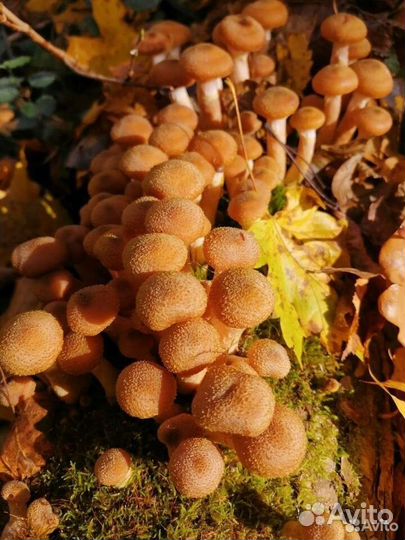 Грибы опята свежие