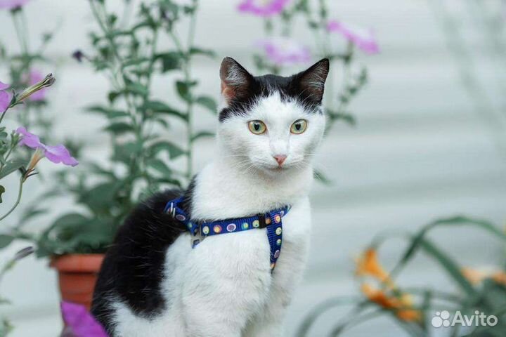 Удивительная кошечка в дар