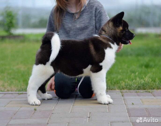 Девочки американской акиты