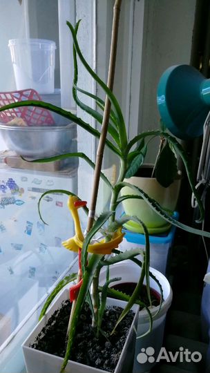 Алоэ и каланхоэ