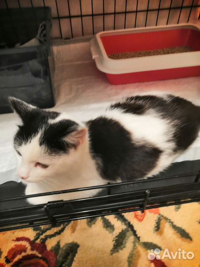 Кошка в дар бесплатно