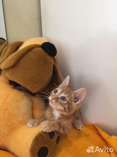 Отдам бесплатно