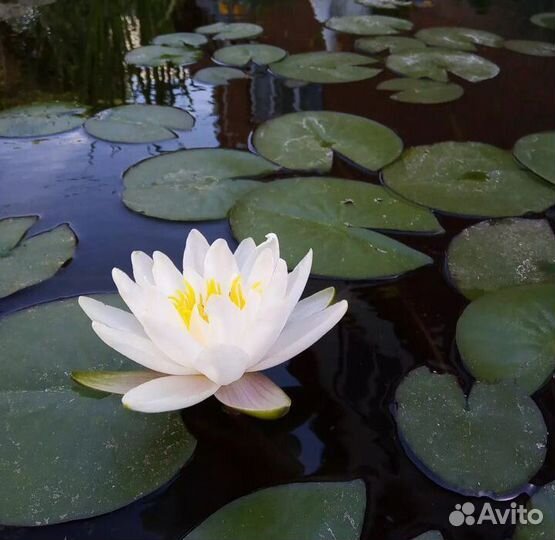 Нимфея белая