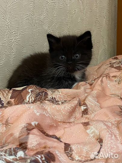 Котята в дар