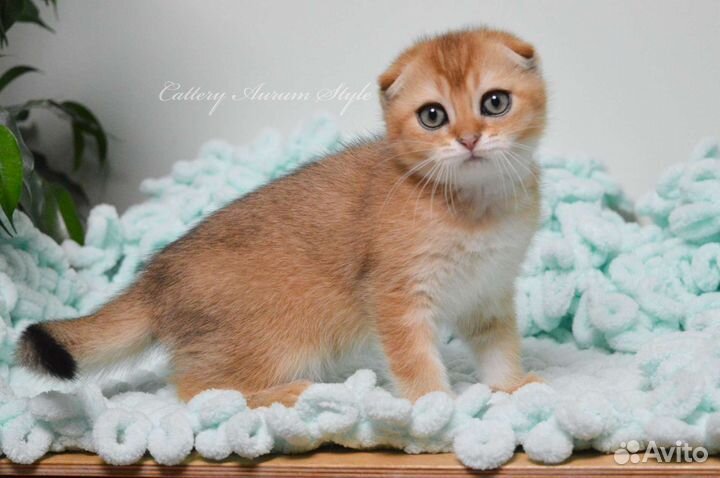 Шотландский вислоухий мальчик золотого окраса
