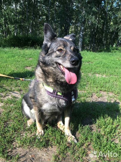 Собака из приюта